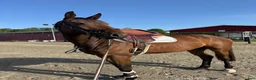 Hoppning hästar till salu: Snäll och trevlig kille🌟 - Annons 1