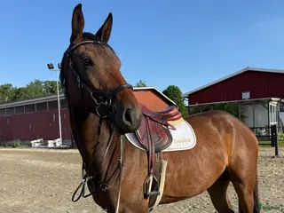 hästar Snäll och trevlig kille🌟 - Annons 5