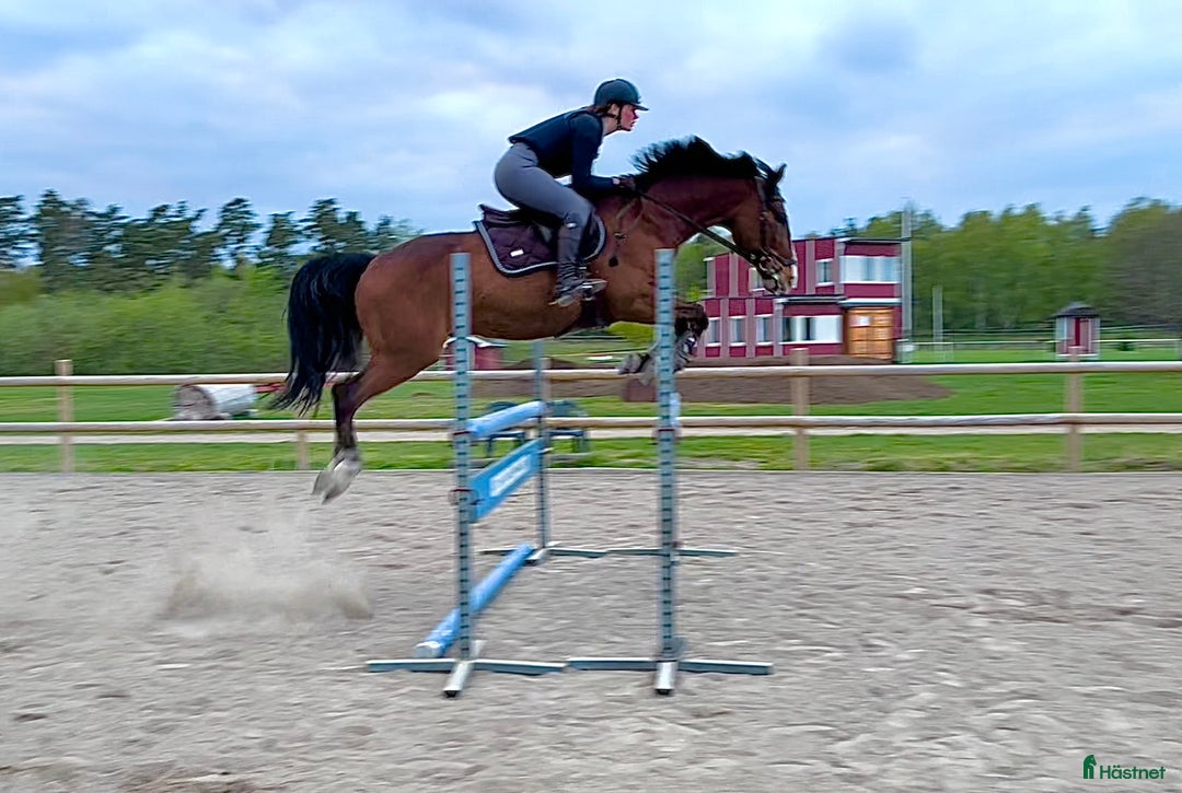 Hoppning hästar till salu: Trevlig SWB-valack! i Svalöv - Annons 1