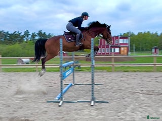 hästar Trevlig SWB-valack! i Svalöv - Annons 15