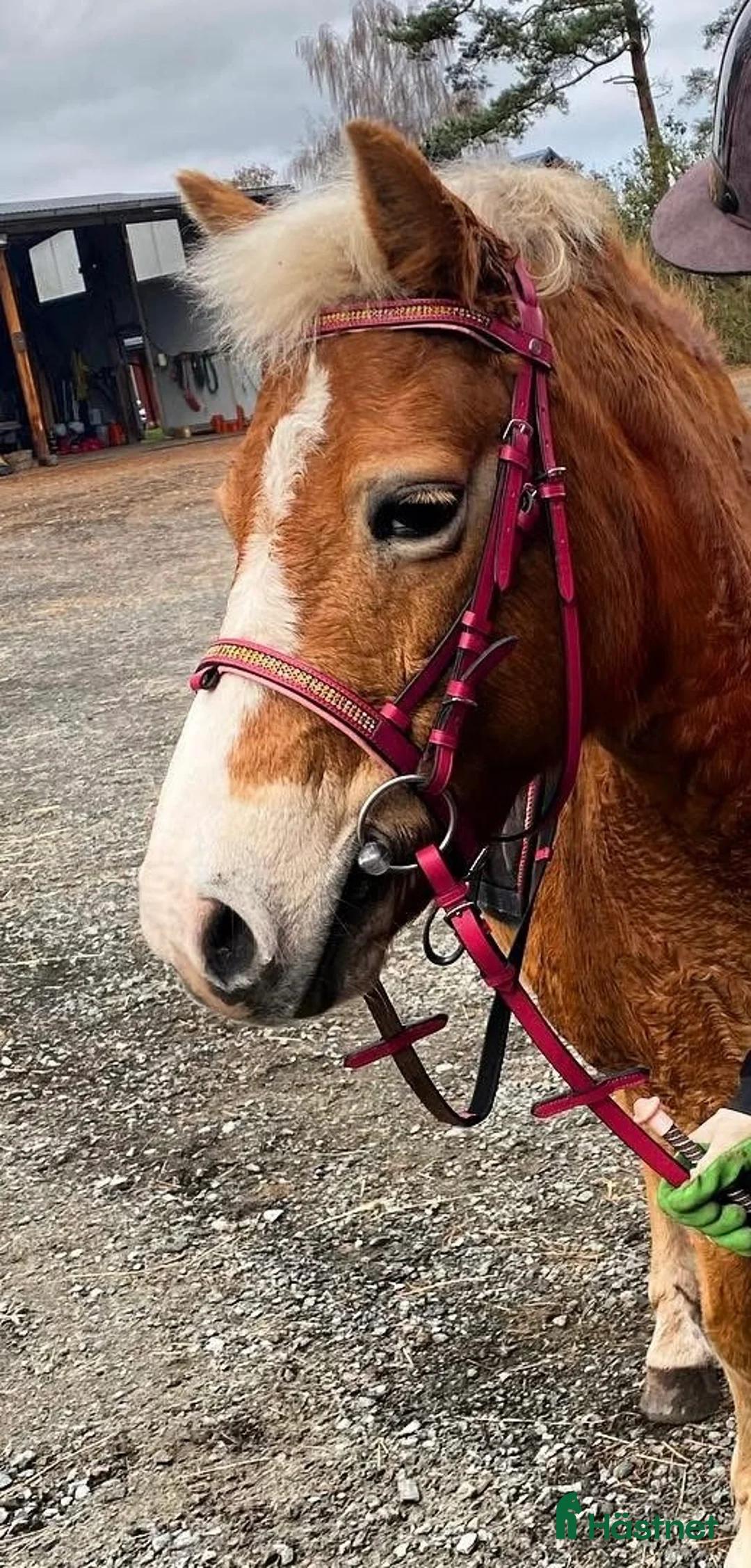 Träns hästutrustning till salu: Rosa fint ponny träns med tillhörande rosa tyglar. i Gärds Köpinge - Annons 1
