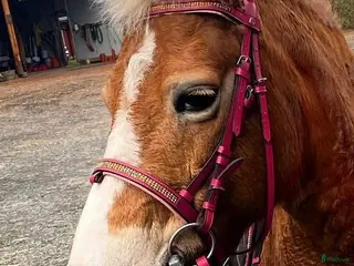 Träns hästutrustning Rosa fint ponny träns med tillhörande rosa tyglar. - Annons 9