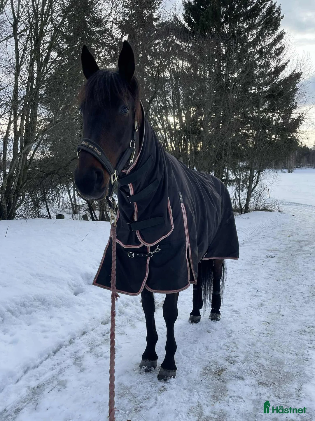 Allround hästar till salu: Utlånas  i Söderala - Annons 2