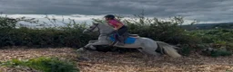 Allround hästar till salu: Connemara ponies - Annons 17