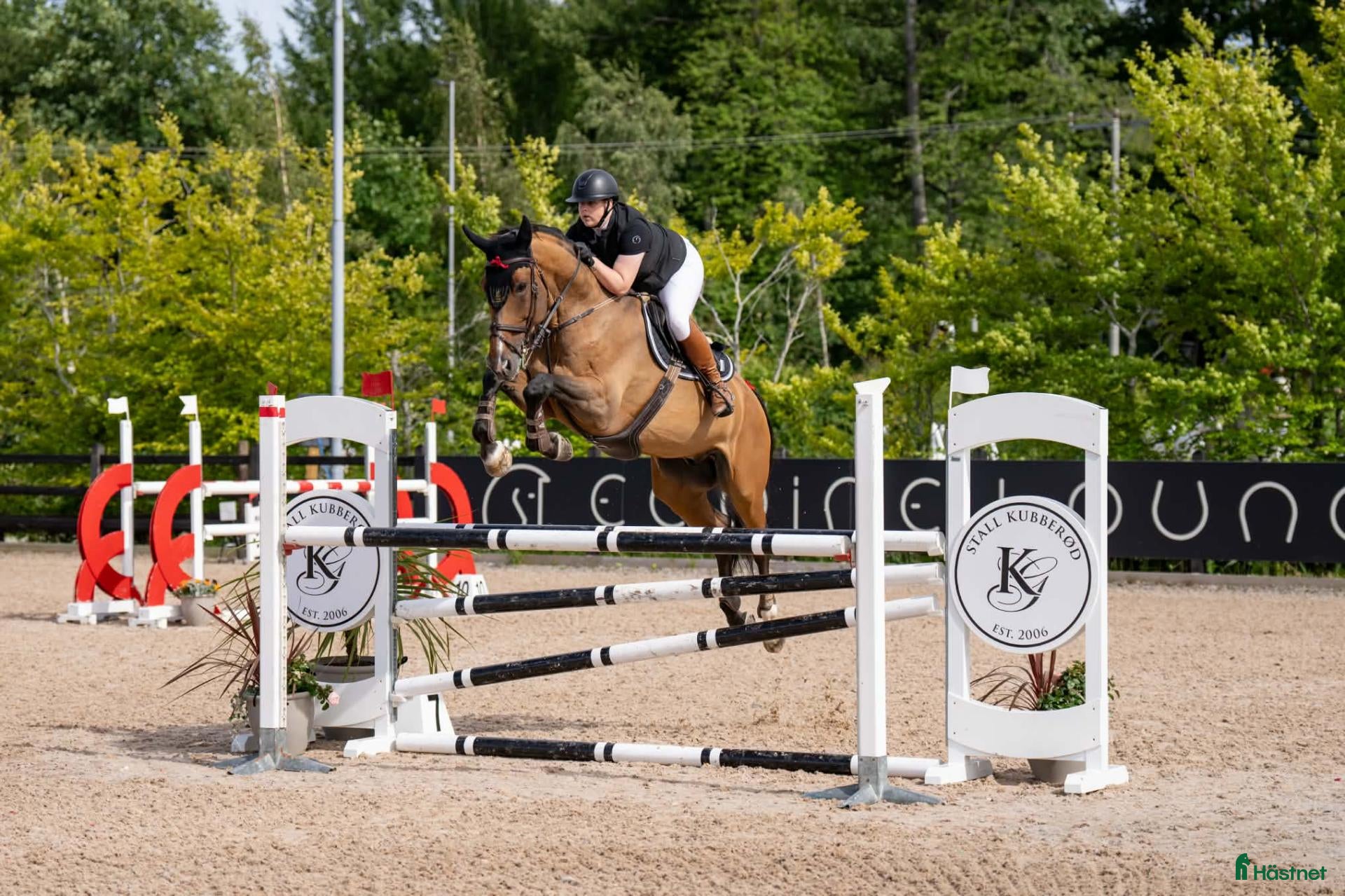  hästar till salu: Super ridehest selges - Annons 1