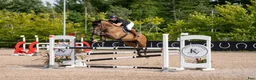 Hoppning hästar till salu: Super ridehest selges - Annons 1