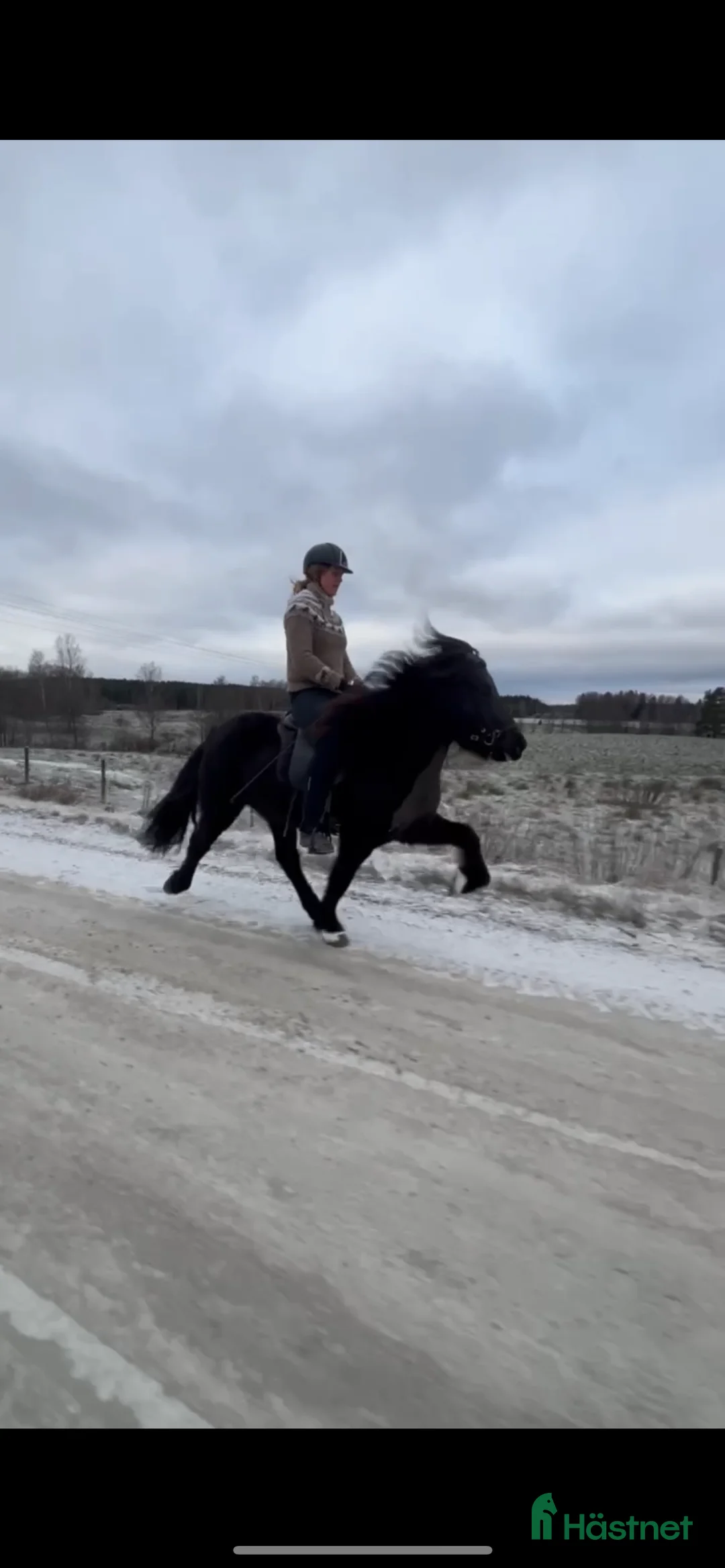 Island hästar till salu: Seksårigt sto för framtidens tävlingsbanor💗 i Glava - Annons 3