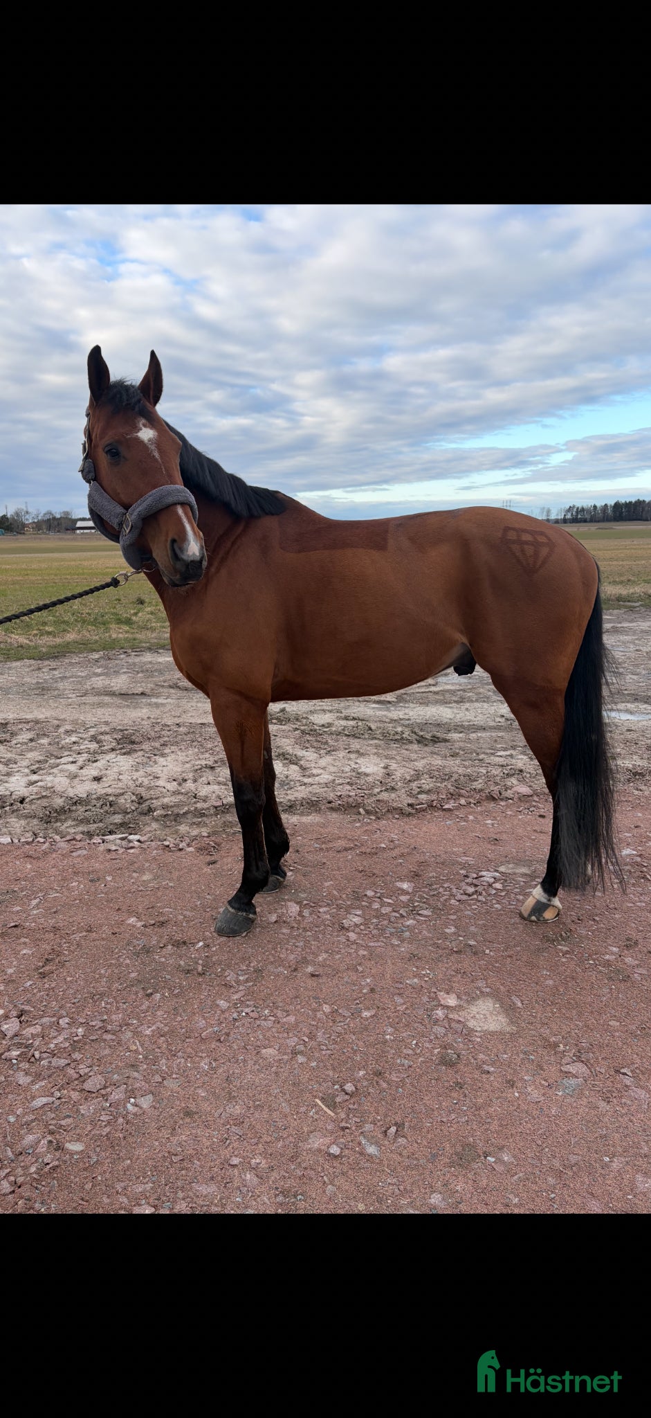  hästar 💫 Kap för den rutinerade ryttaren 💫  - Annons 6