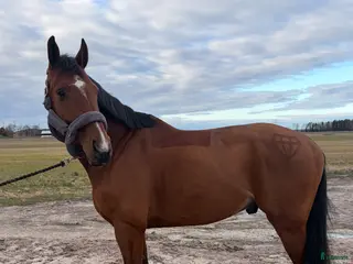 hästar 💫 Kap för den rutinerade ryttaren 💫 - Annons 9