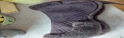 Övrig Hästutrustning hästutrustning till salu: Medilamb sadelpadd - Annons 1