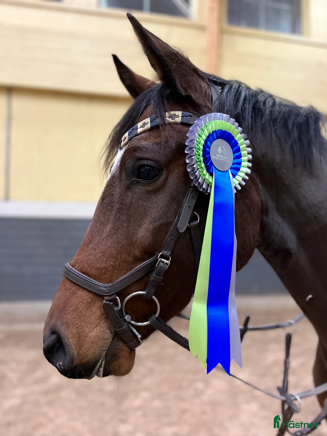 Allround hästar till salu: Underbar hopphäst! i Linköping - Annons 4