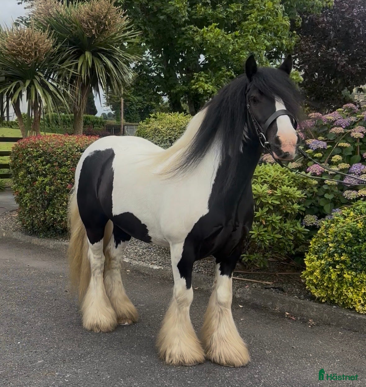  hästar The Ultimate Irish cob - Annons 1