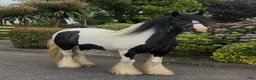 Allround hästar till salu: The Ultimate Irish cob - Annons 1