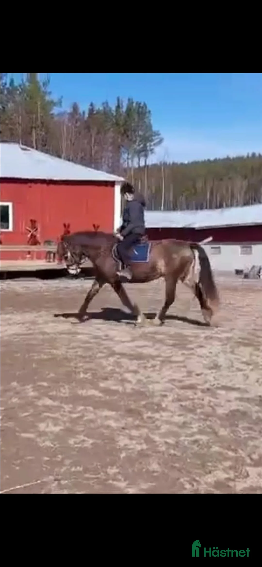 Allround hästar till salu: Fin mor och dotter häst!  - Annons 4