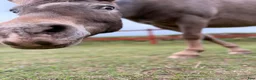 Island hästar sökes: Söker islandshäst i Hökerum - Annons 1