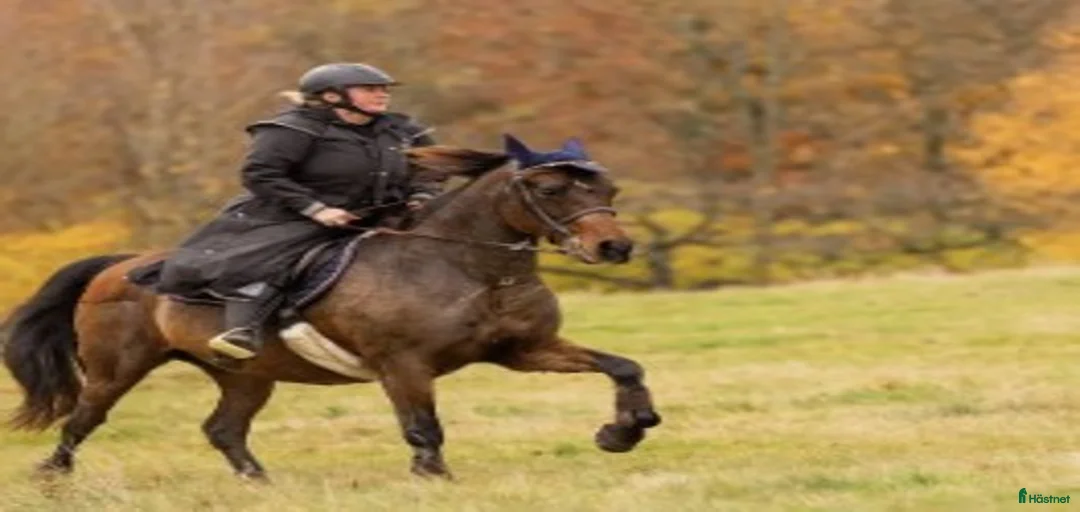 Galleribild {{count}}