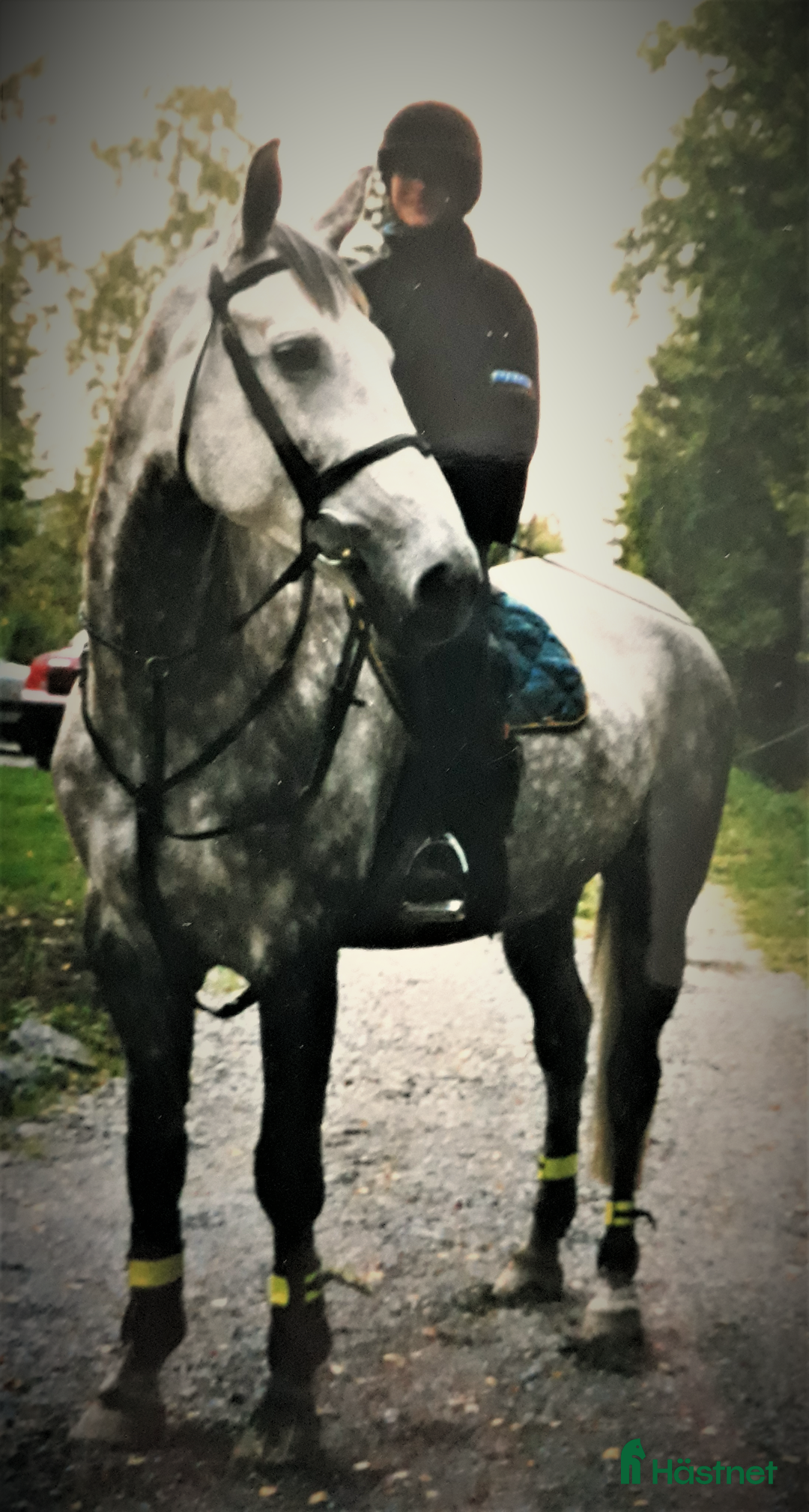  medryttarhäst sökes: Söker medryttarhäst i Haninge i Älta - Annons 1