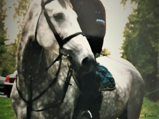 medryttarhäst sökes: Söker medryttarhäst i Haninge i Älta - Annons 13