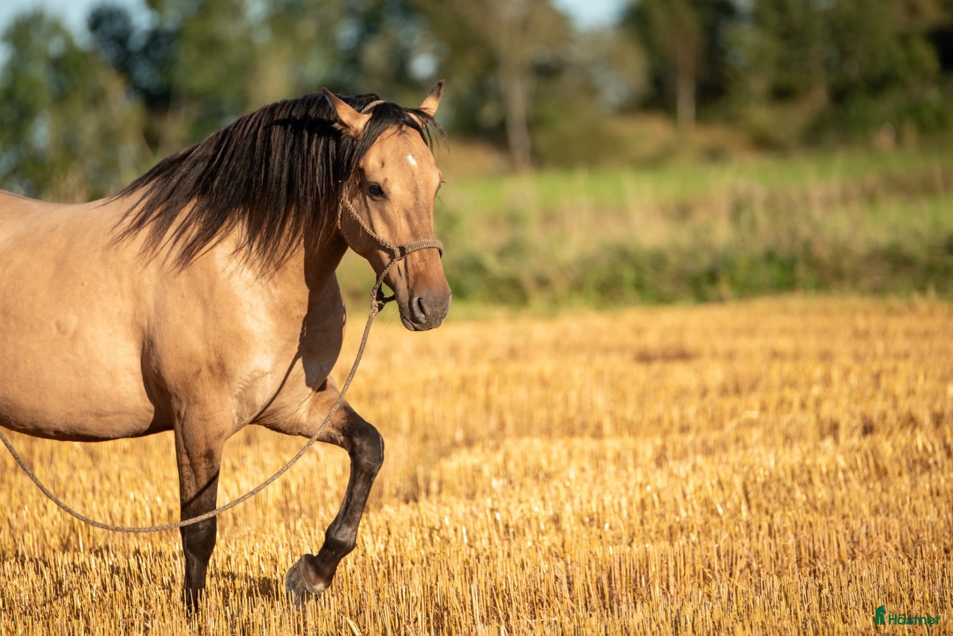  hästar Vacker kigermustang - Annons 15