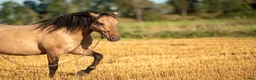 Allround hästar till salu: Vacker kigermustang - Annons 1
