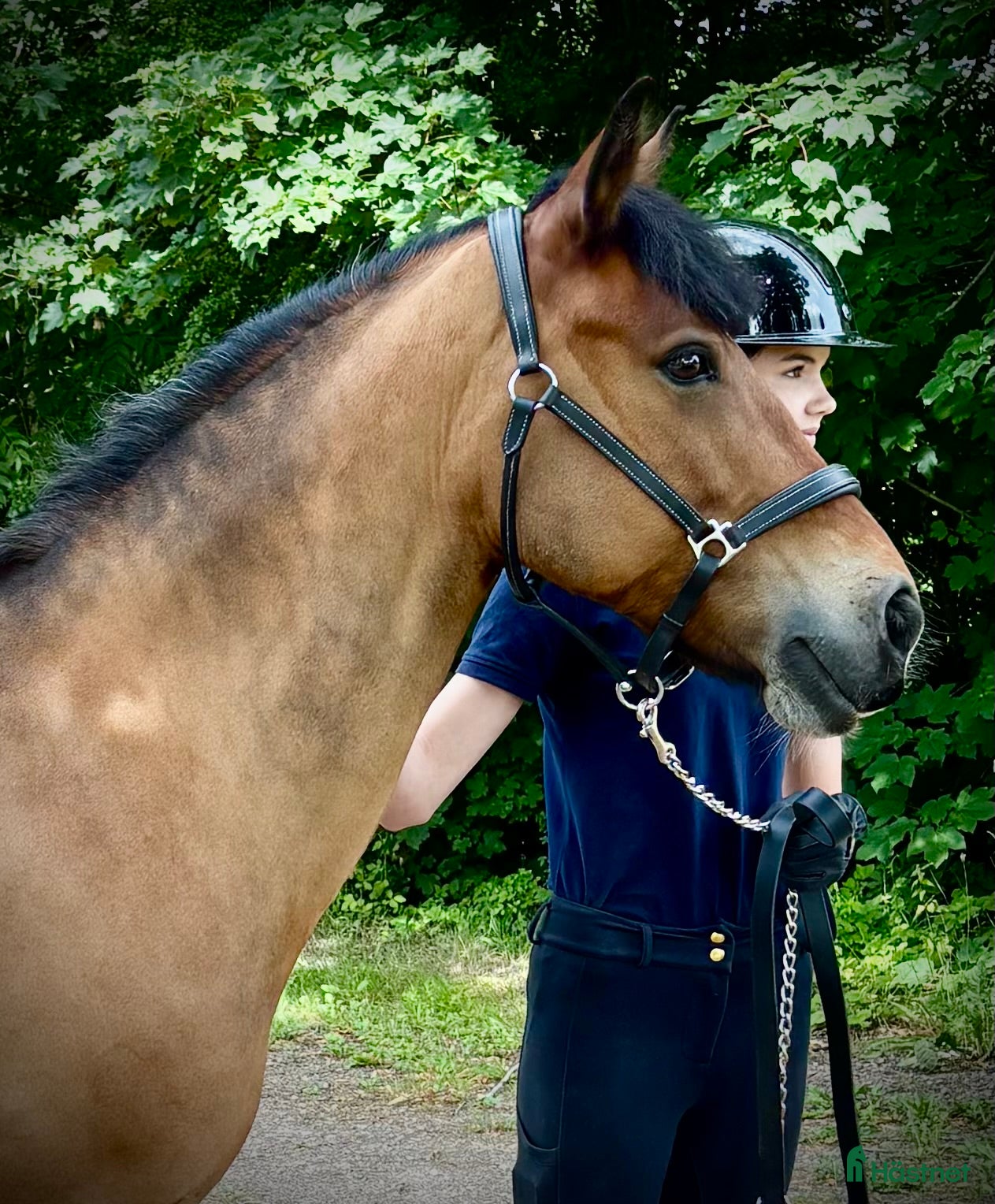  hästar Trygg och erfaren läromästare - Annons 4