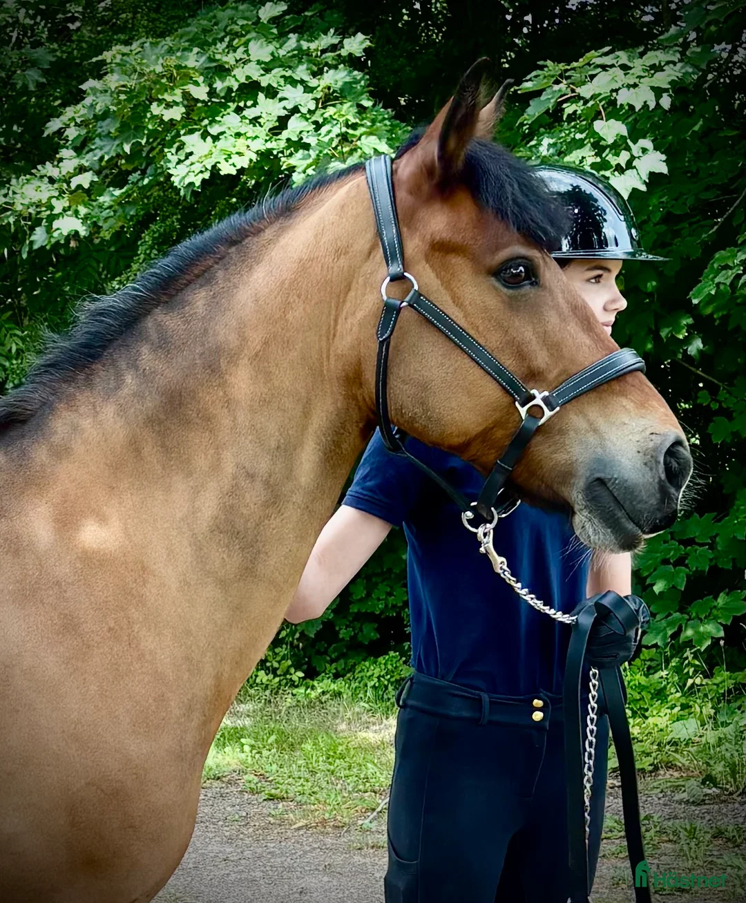 Dressyr hästar till salu: Trygg och erfaren läromästare - Annons 1