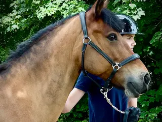 hästar Trygg och erfaren läromästare - Annons 4