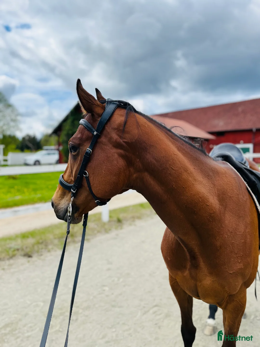 Allround hästar till salu: 5-årigt energiskt fullblod - Annons 1