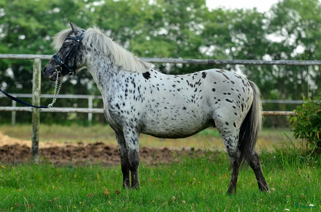 Hoppning hästar till salu: Jumping pony with special color i Ystad - Annons 6