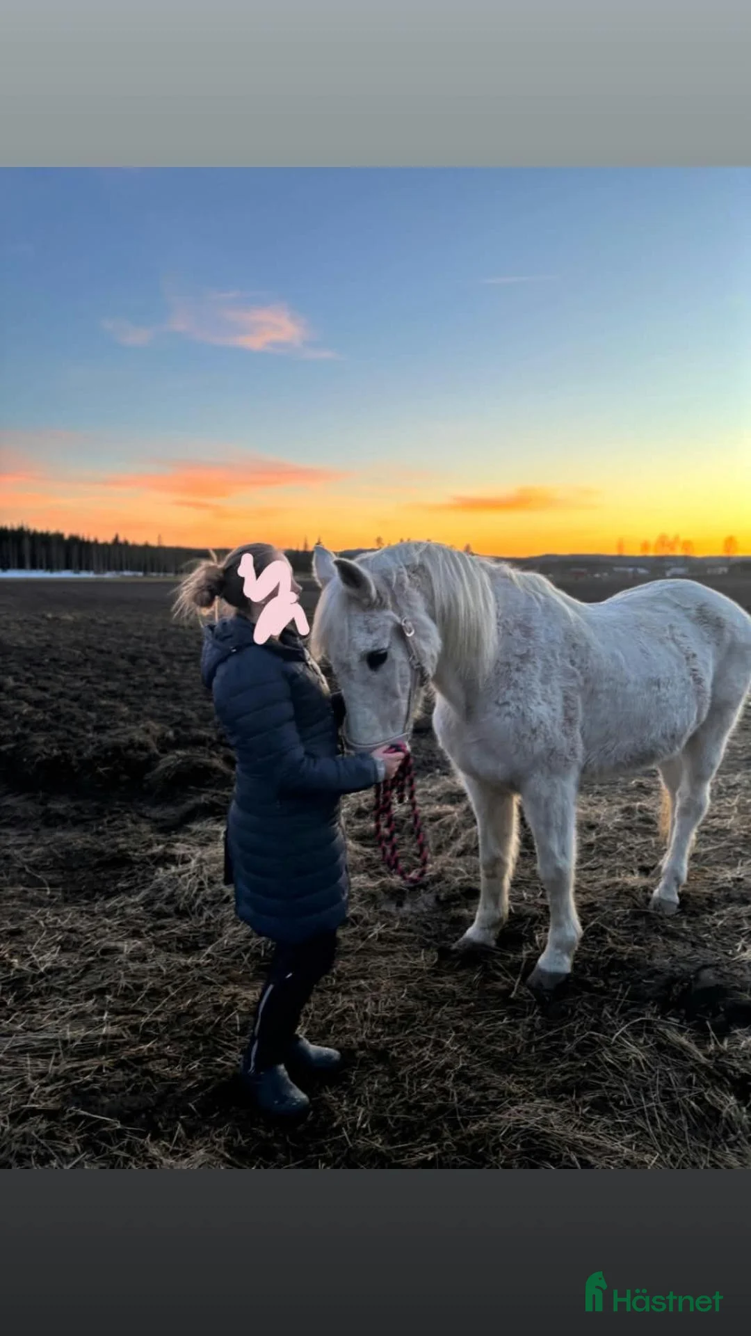 Sällskap hästar till salu: Mysigaste welsh cob ponnyn - Annons 2