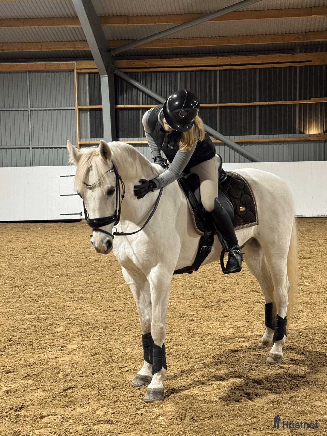 Dressyr hästar till salu: Sagolik dressyrponny i Lund - Annons 3