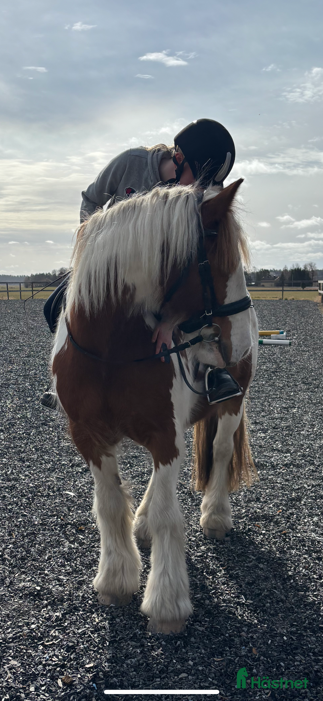  medryttarhäst sökes: Söker medryttarhäst nära Järfälla!! i Järfälla - Annons 1
