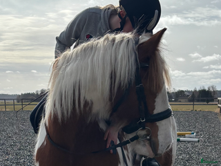medryttarhäst sökes: Söker medryttarhäst nära Järfälla!! i Järfälla - Annons 9