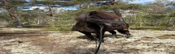 Island hästar till salu: 4 årig islandsvalack  - Annons 2