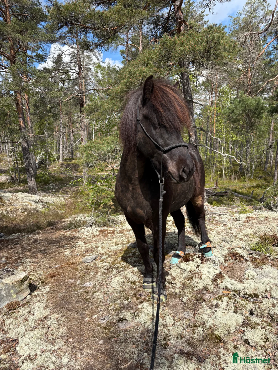 Island hästar till salu: 4 årig islandsvalack  - Annons 2