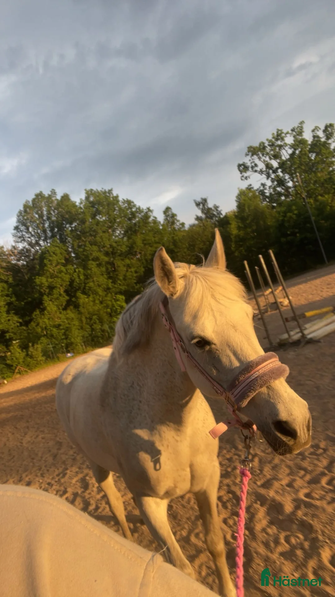 Övrigt hästar till salu: Våran lilla ögonsten i Myresjö - Annons 4