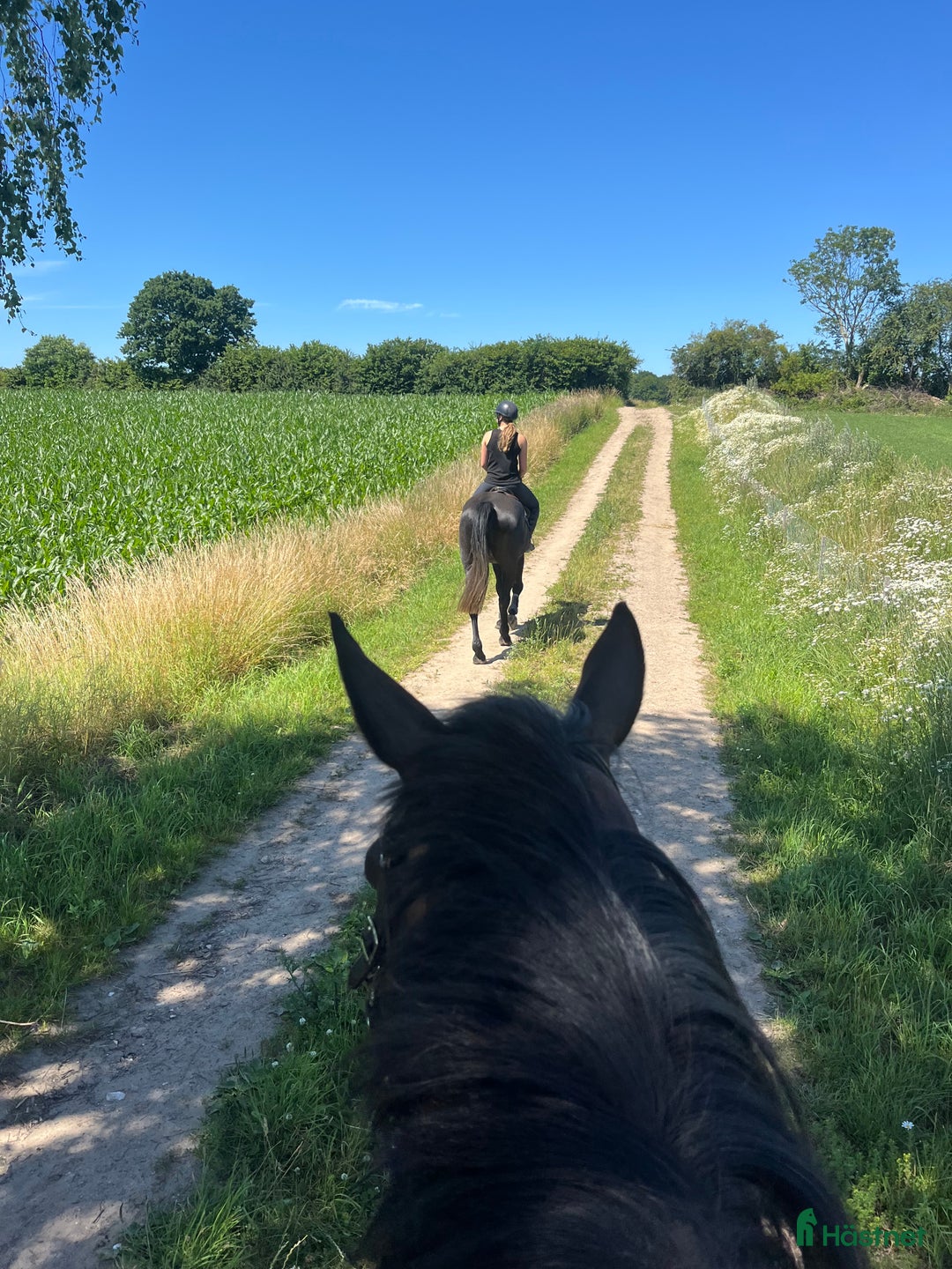  hästjobb finnes: Hästjobb norra Tyskland i Padborg - Bild 5
