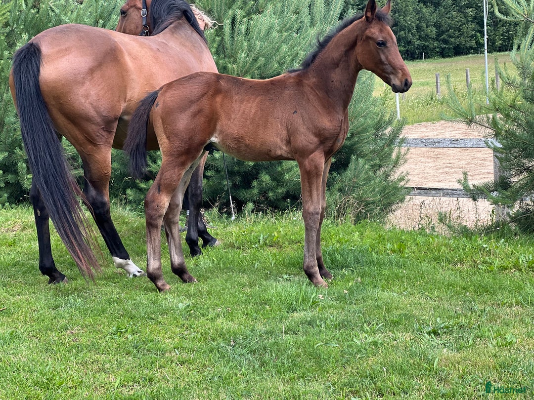 Hoppning hästar till salu: Future top horse with good pedigree i Ekerö - Annons 6