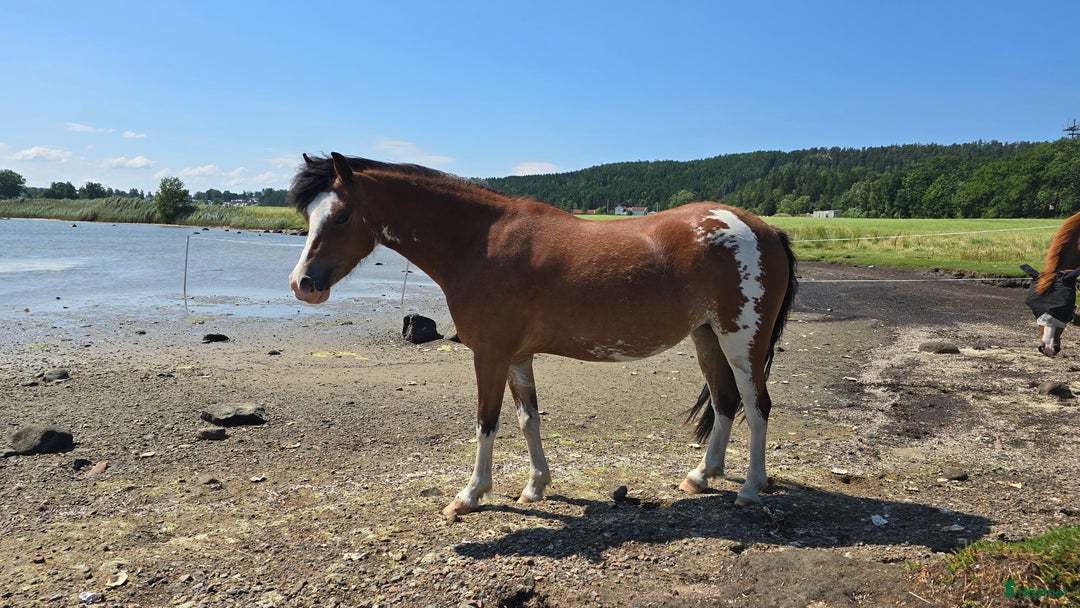 Allround hästar till salu: Welsh mountain, sportponny, barnponny, körponny! i Uddevalla - Annons 5