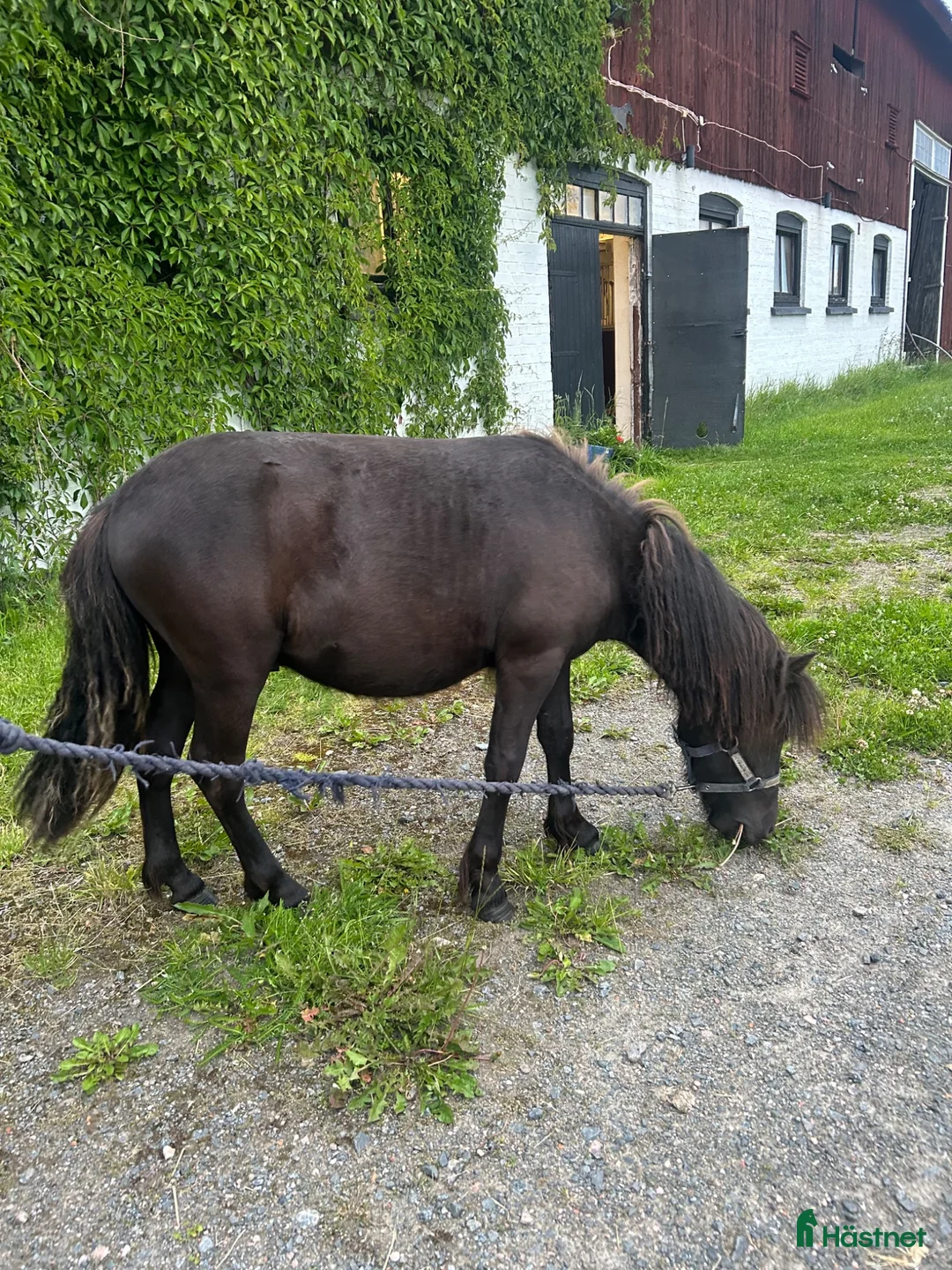 Allround hästar till salu: Två sötnosar - Annons 2