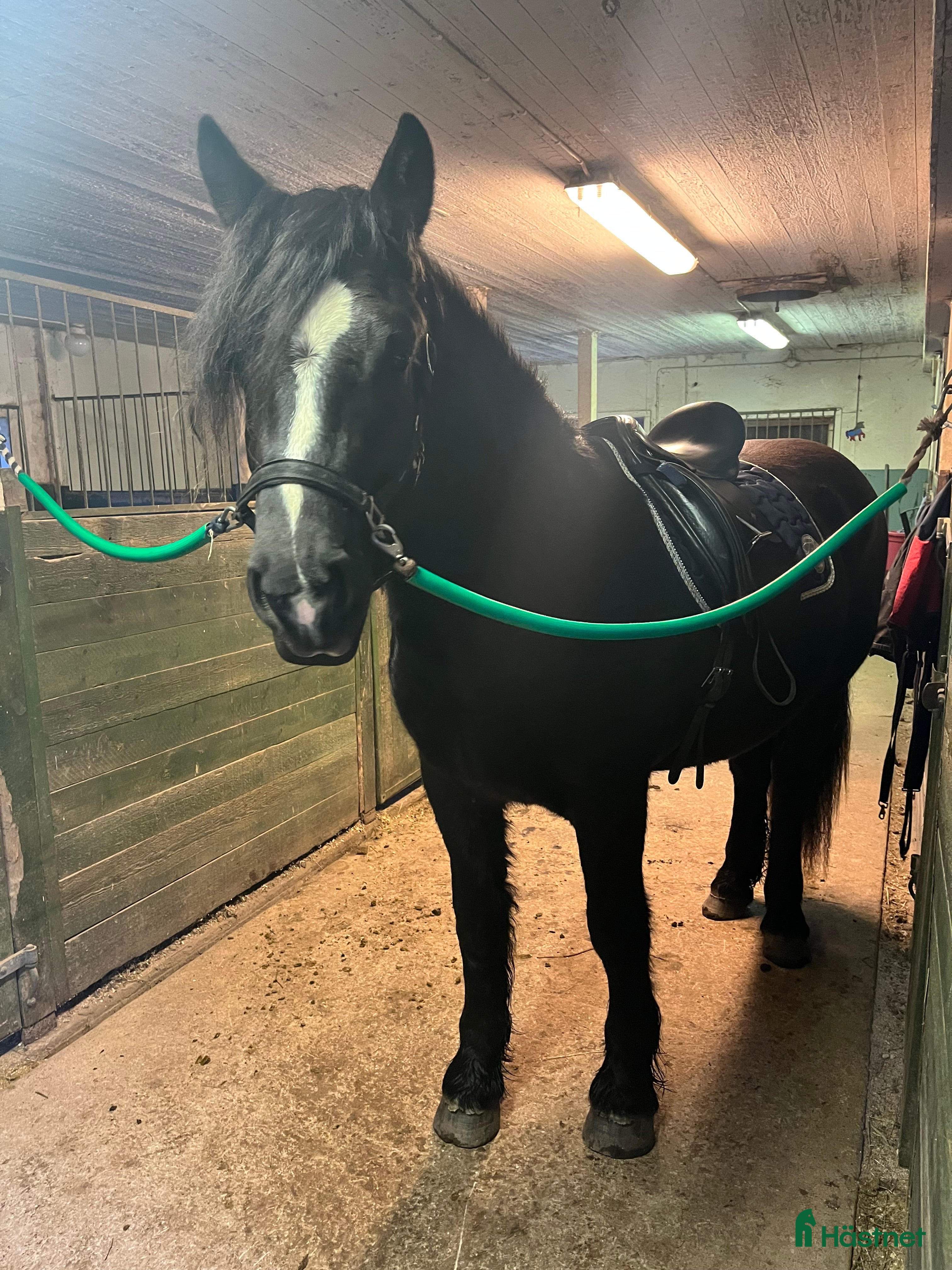  hästar Trevlig nordis valack i Götene - Annons 11