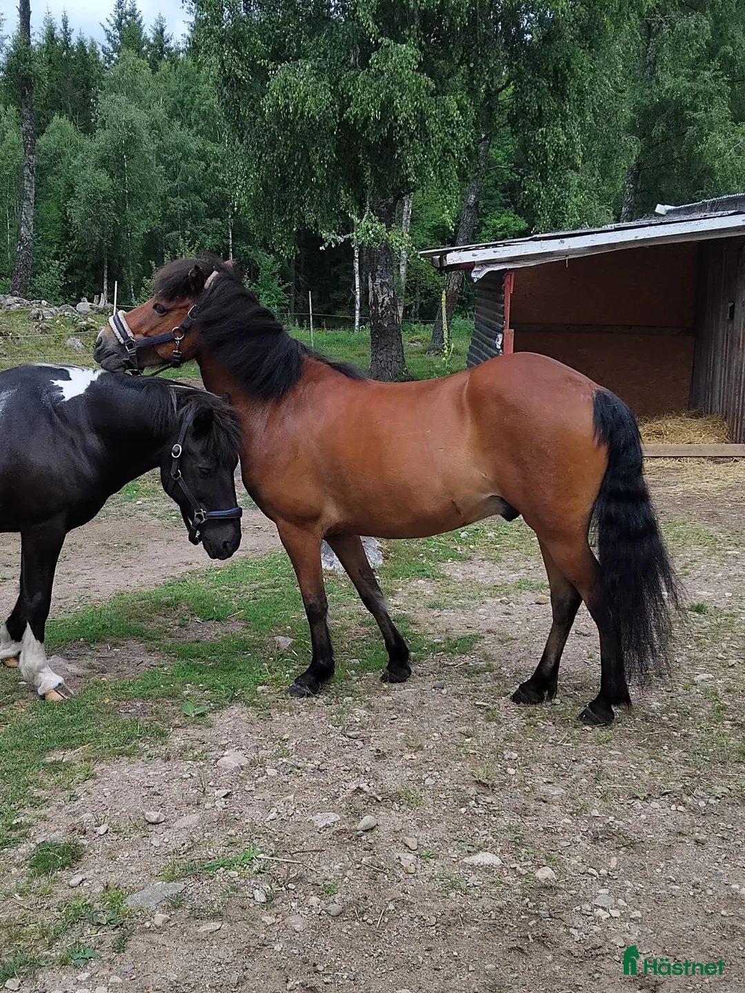 Island hästar till salu: Snygg med mycket vilja - Annons 2