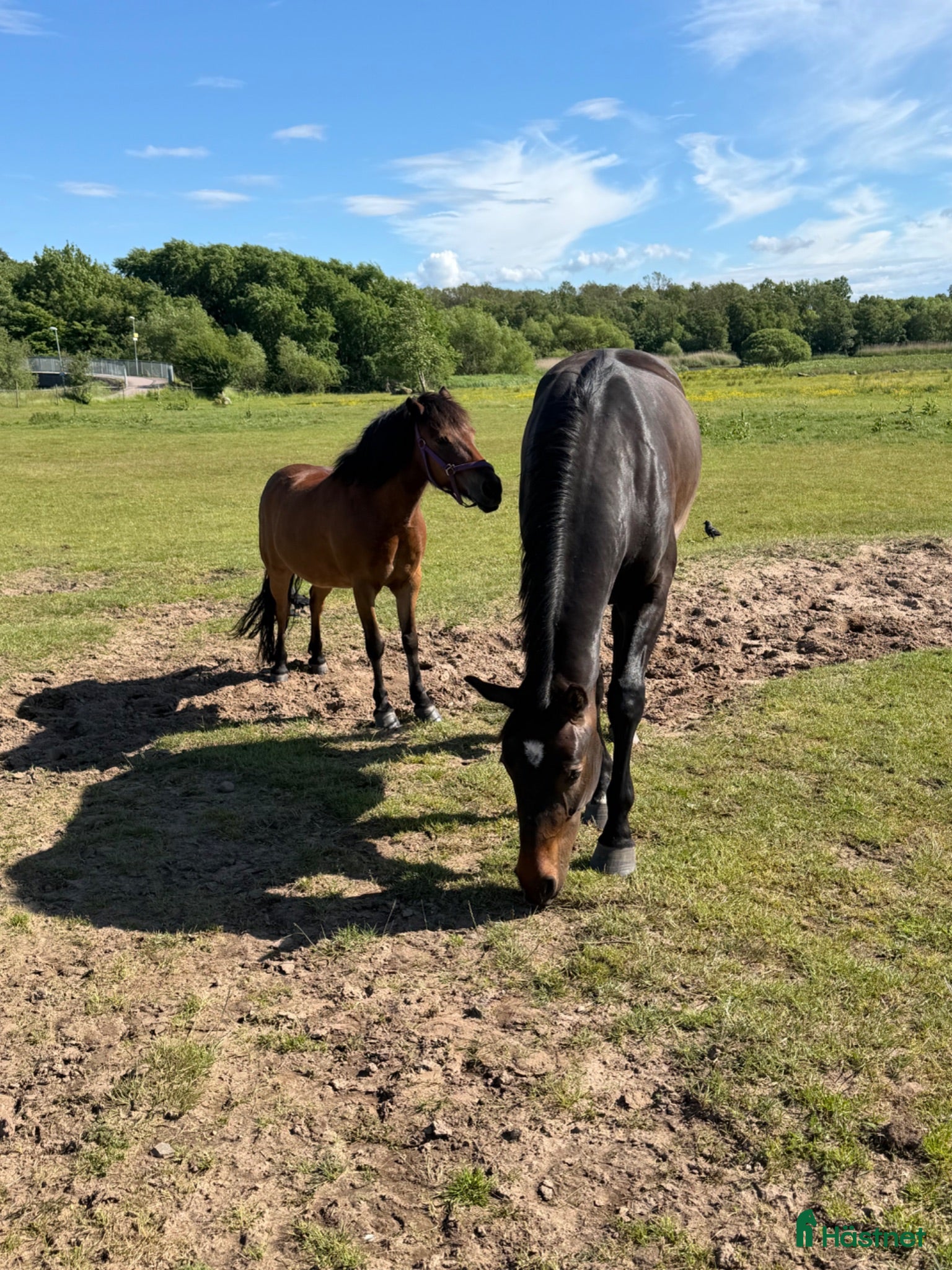  hästar Hopphäst sökes 4-10 år - Annons 1