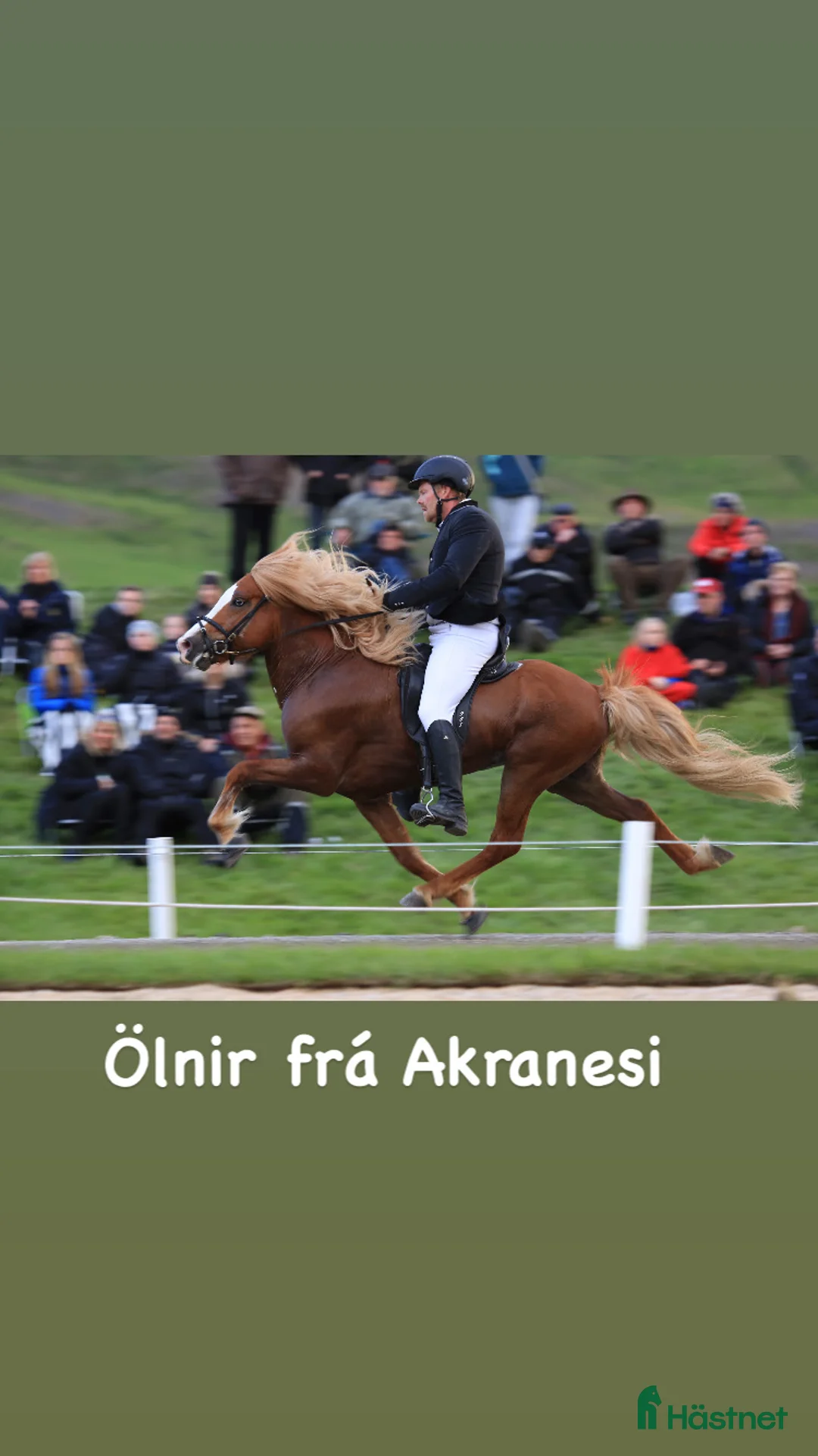 Island hästar till salu: Vackert bukskäck sto 3år i Uppsala - Annons 7