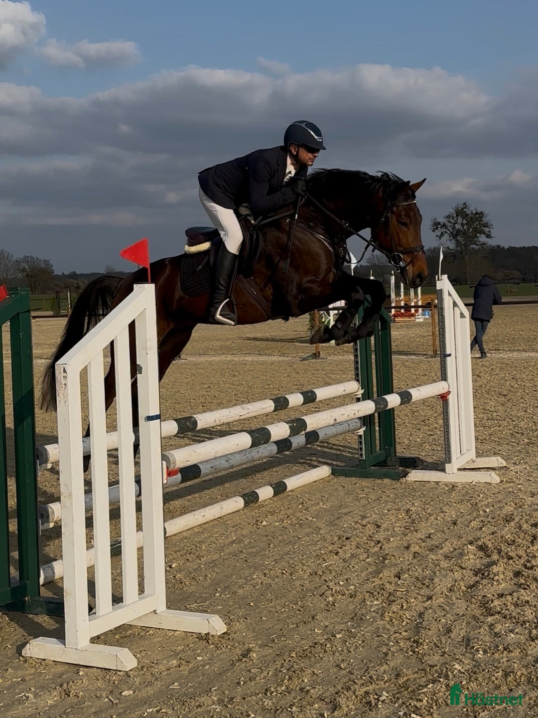 Hoppning hästar till salu: 5yo gelding by Zinedream, brother to 1.60 jumper i Malmö - Annons 6