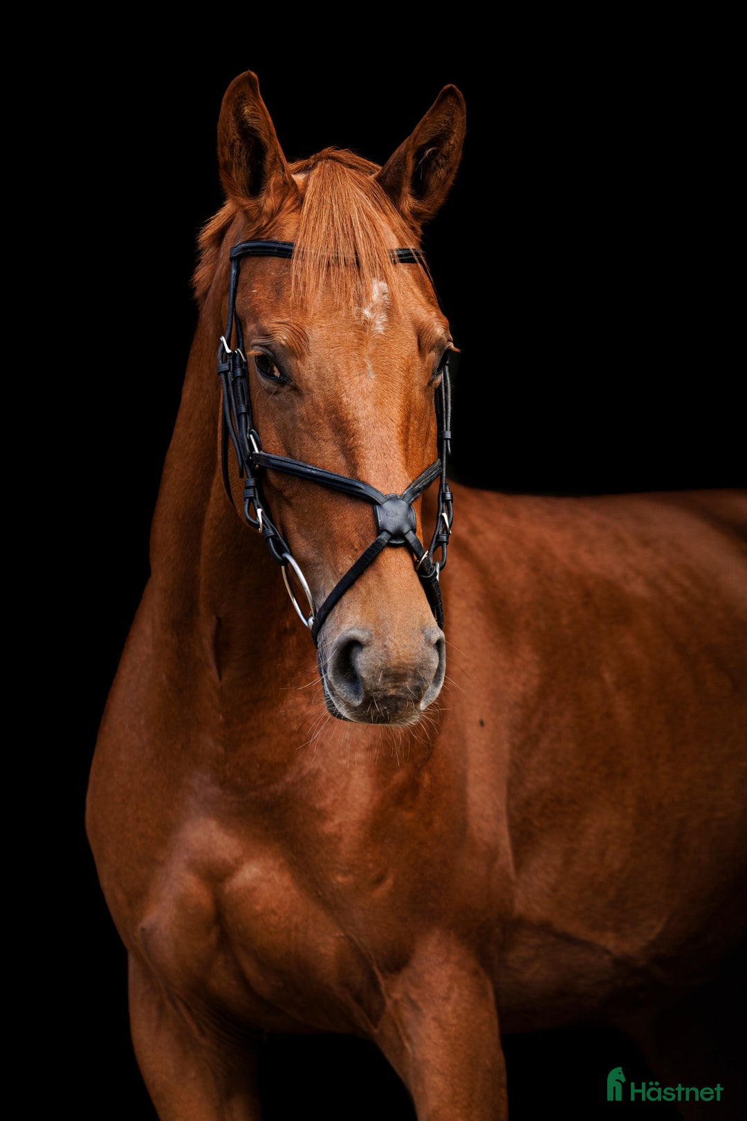 Allround hästar till salu: Stunning mare for showjumping/ dressage/hobby i Ekerö - Annons 1