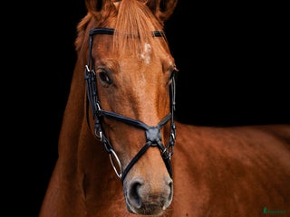 hästar Stunning mare for showjumping/ dressage/hobby i Ekerö - Annons 13