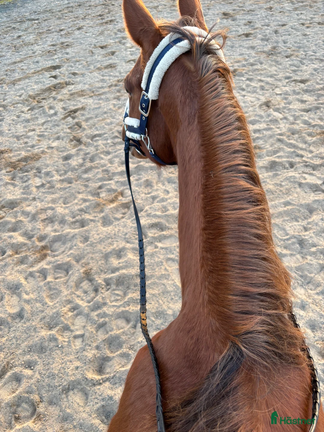 Allround hästar till salu: Super fin tjej i Tenhult - Annons 4