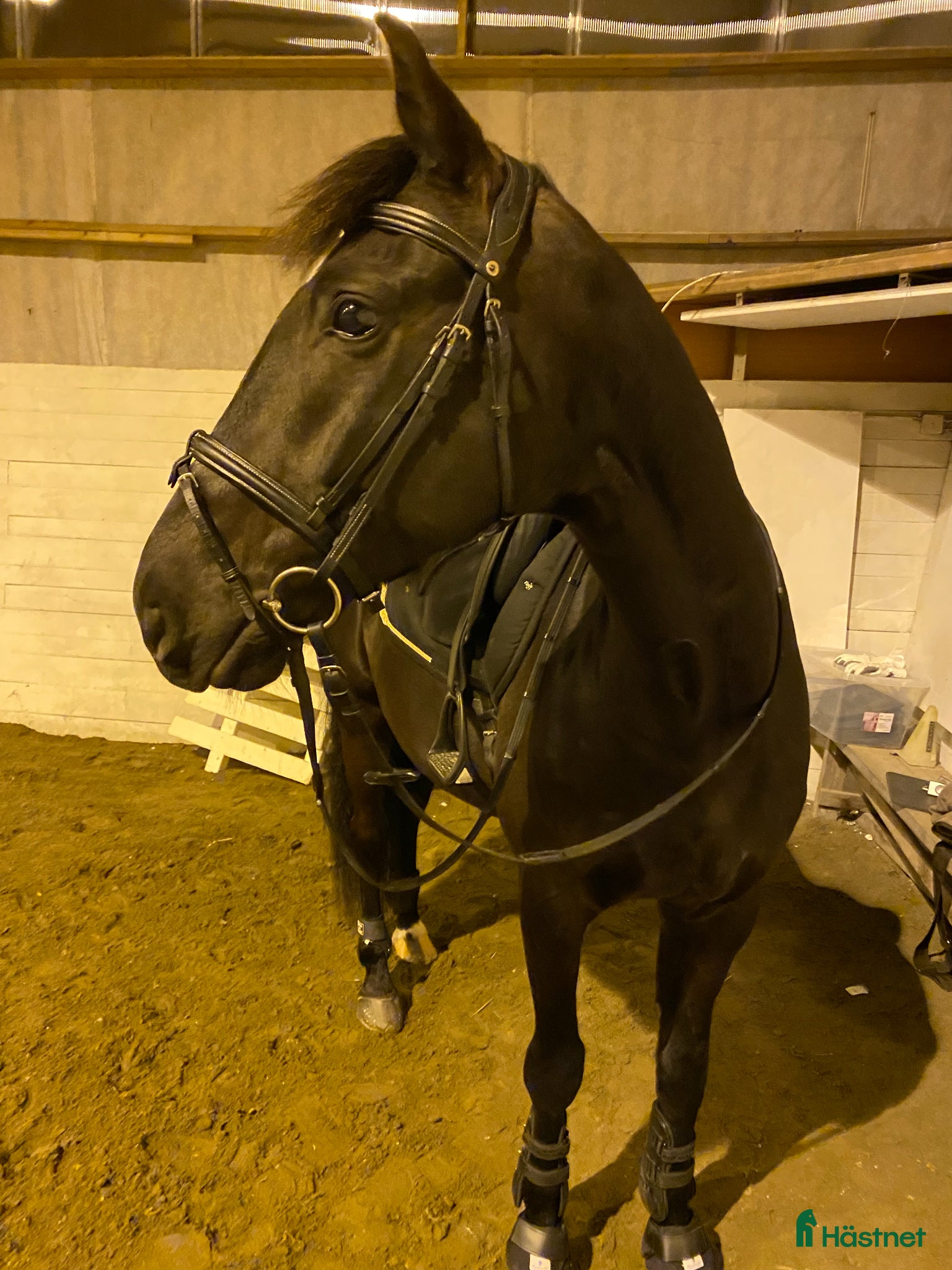 Allround hästar till salu: Snäll, elegant och känslig valack med stort hjärta - Annons 1