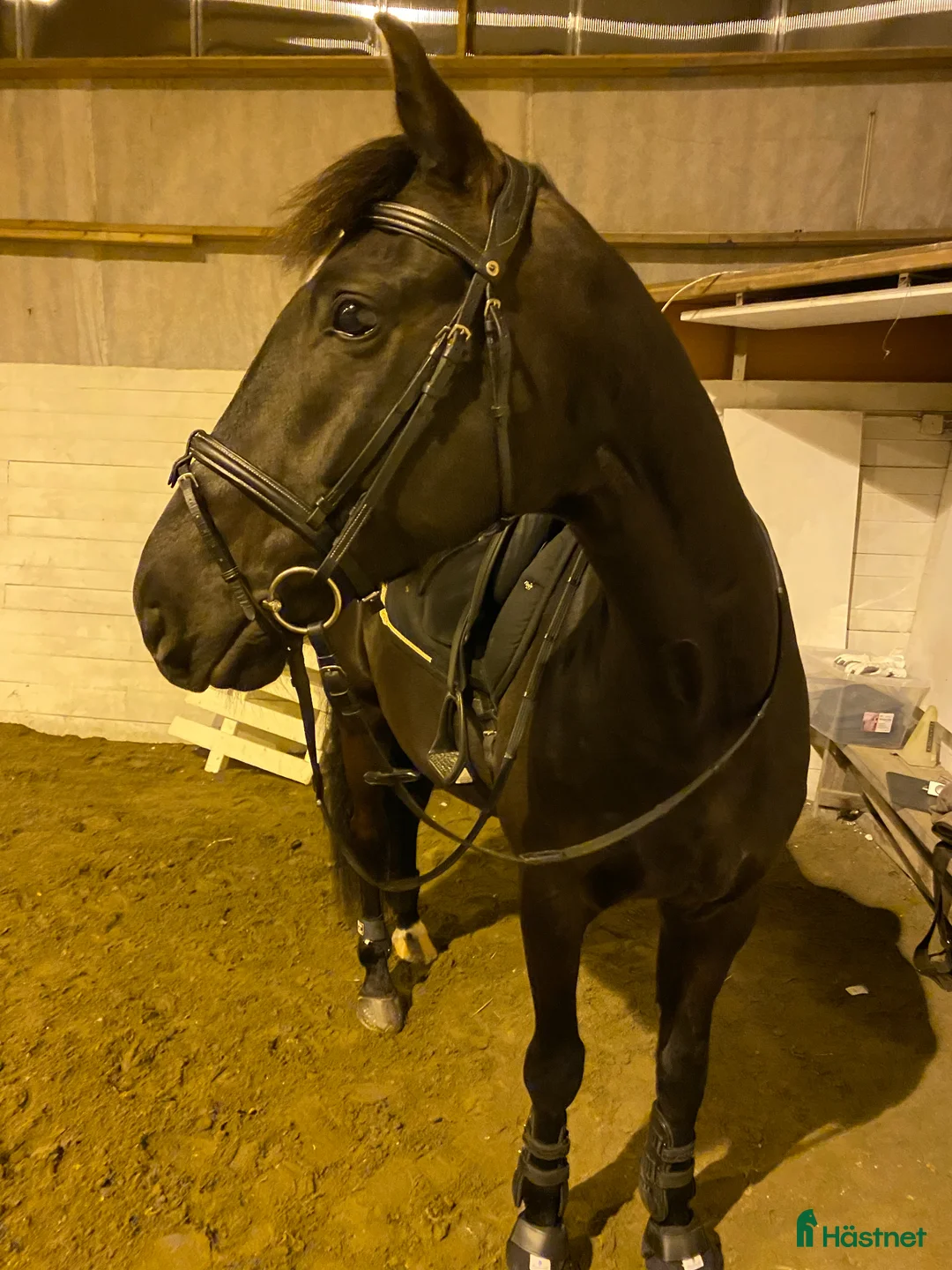 Allround hästar till salu: Snäll, elegant och känslig valack med stort hjärta - Annons 1
